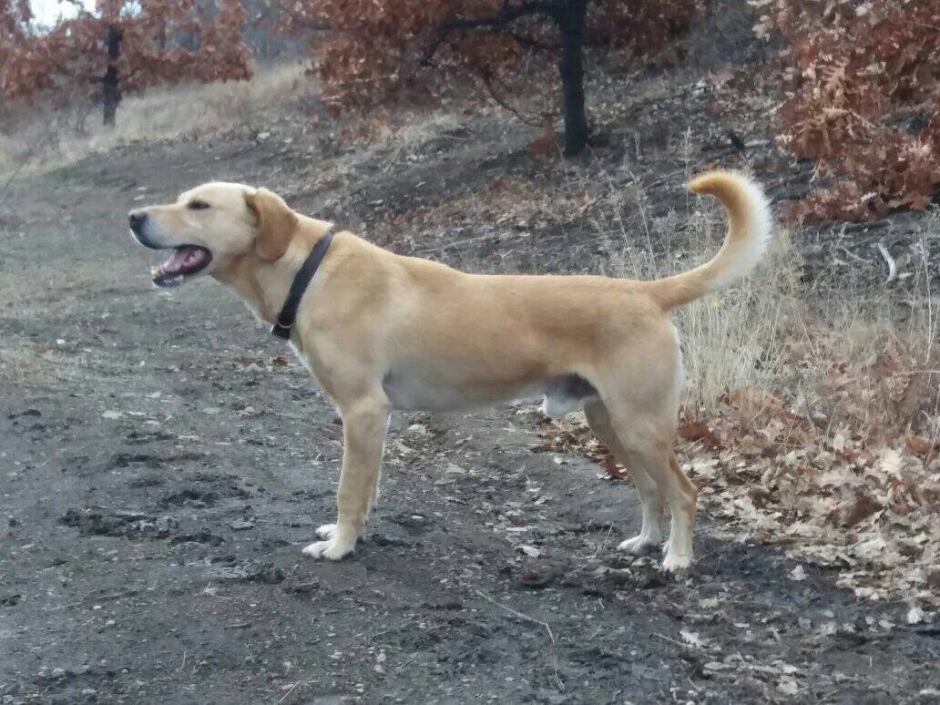 Dog.